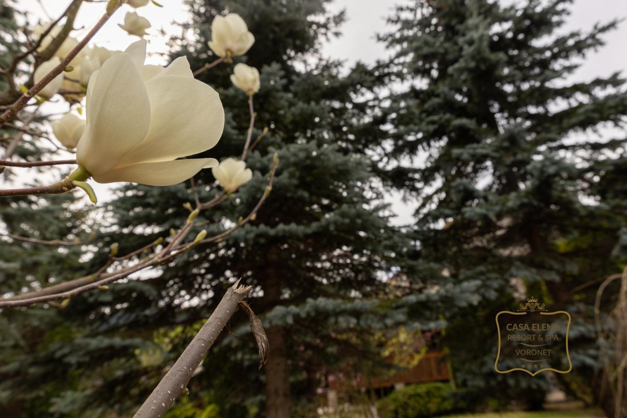 Casa Elena - Resort & Spa Voroneț Eksteriør billede
